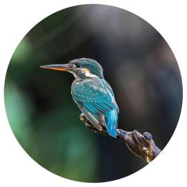 Wallart tapet în formă de cerc „the kingfisher”, 190 cm, 2 image