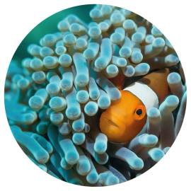 Wallart tapet în formă de cerc „nemo the anemonefish”, 142,5 cm, 2 image