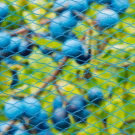 Nature plasă anti-păsări nano, 5 x 4 m, albastru, 2 image