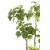 Emerald arbore artificial polyscias, 135 cm, 420292, 2 image