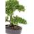 Emerald ficus artificial mini bonsai, verde, 32 cm 420002
