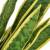 Plantă artificială limba-soacrei cu ghiveci, 65 cm, verde, 2 image