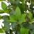 Plantă artificială dafin cu ghiveci, verde, 150 cm, 2 image