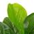 Plantă artificială ficus cu ghiveci, verde, 90 cm, 2 image
