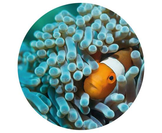 Wallart tapet în formă de cerc „nemo the anemonefish”, 142,5 cm, 2 image