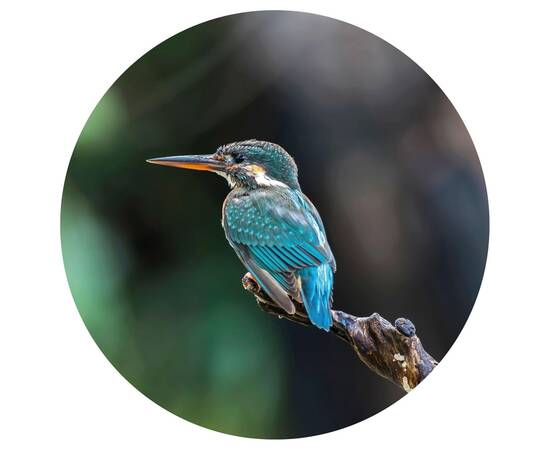 Wallart tapet în formă de cerc „the kingfisher”, 142,5 cm, 2 image
