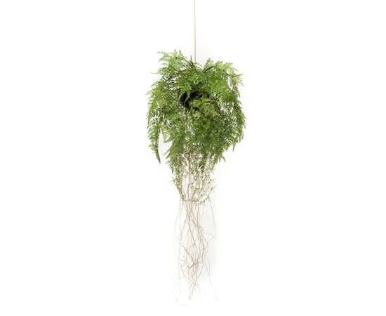 Emerald ferigă artificială suspendată cu rădăcini, 35 cm