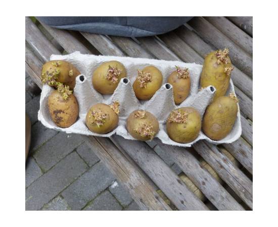 Nature sac de cultură cartofi, 37 l, antracit, 6 image